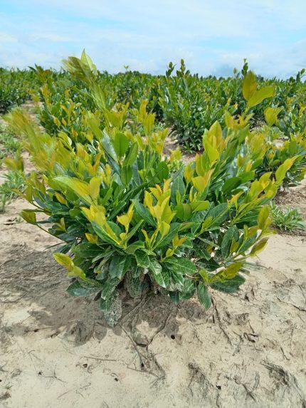 Prunus laurocerasus 'Titan'® -