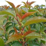 Prunus lusitanica 'Azorica Tico'® -