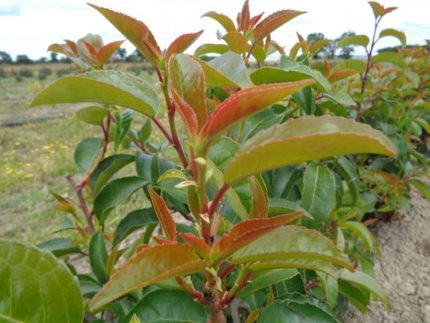 Prunus lusitanica 'Azorica Tico'® -