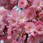 Prunus serrulata 'Kanzan' - Japán díszcseresznye