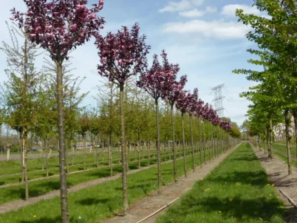 Prunus serrulata 'Royal Burgundy' - Bordó levelű díszcseresznye