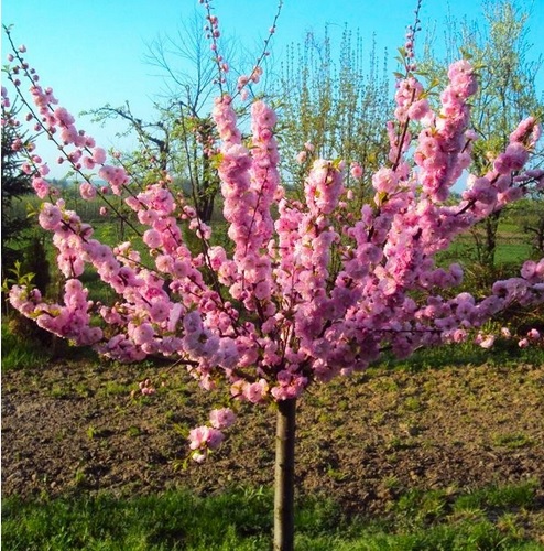 Prunus_triloba_-_Babarozsa Prunus triloba - Babarózsa