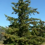 Pseudotsuga menziesii - Amerikai duglászfenyő