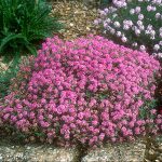 Ptilotrichum (syn. Alyssum) spinosum var. roseum  (Szúrósternye)