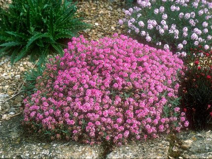 Ptilotrichum (syn. Alyssum) spinosum var. roseum  (Szúrósternye)