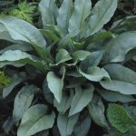 Pulmonaria  'Majesté' (Tüdőfű)