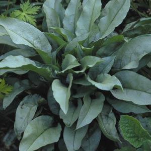 Pulmonaria  'Majesté' (Tüdőfű)