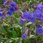 Pulmonaria  'Blue Ensign' (Tüdőfű)