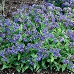 Pulmonaria  'Trevi Fountain' (Tüdőfű)