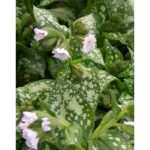 Pulmonaria officinalis 'Sissinghurst White' (Orvosi tüdőfű)
