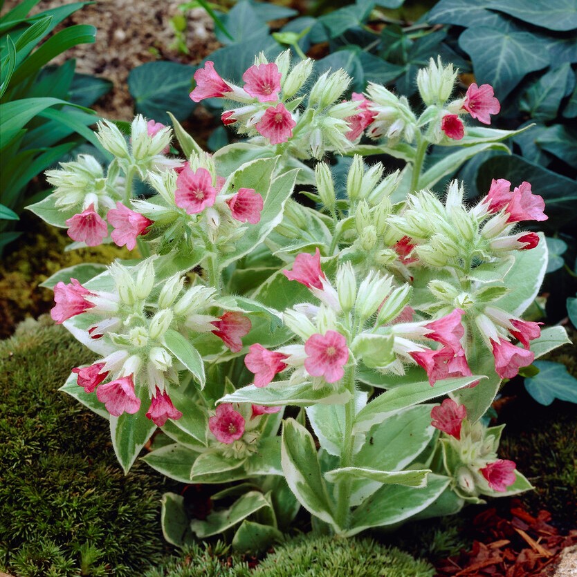 PulmonariarubraDavidWard Pulmonaria rubra 'David Ward' (Vörös tüdőfű)