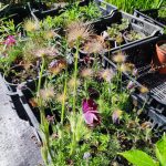 Pulsatilla vulgaris – Nyugati kökörcsin (bordó virágú)