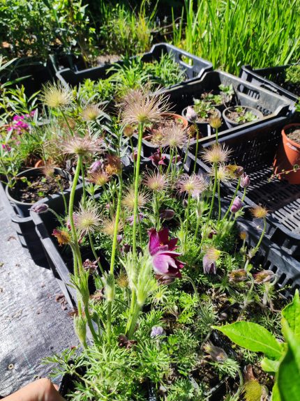Pulsatilla vulgaris – Nyugati kökörcsin (bordó virágú)