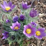 Pulsatilla vulgaris (Nyugati kökörcsin)