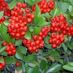 Pyracantha ’Mohave’  pirosbogyójú tűztövis