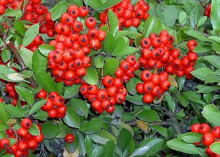 Pyracantha ’Mohave’  pirosbogyójú tűztövis