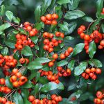 Pyracantha ’Orange Glow’ narancspiros bogyójú tűztövis
