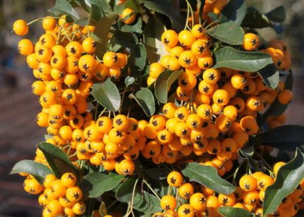 Pyracantha 'Soleil d'Or' - Citromsárga bogyójú tűztövis