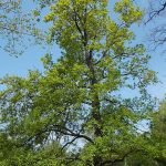 Quercus robur - Kocsányos tölgy