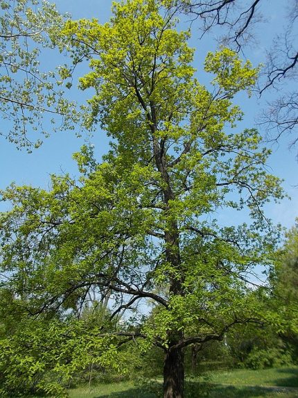 Quercus robur - Kocsányos tölgy