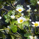 Ranunculus aquatilis