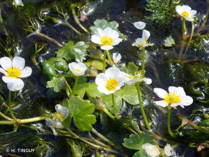 Ranunculus aquatilis