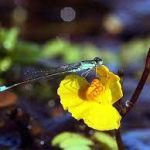 Rence Utricularia vulgaris kerti tavi növény