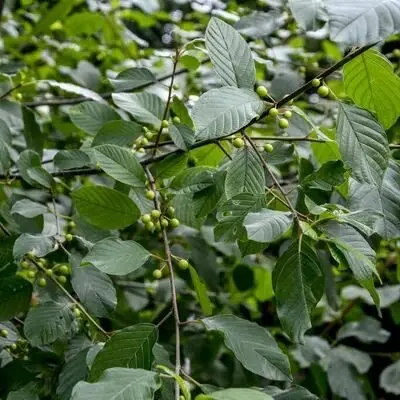 Rhamnus_alaternus_-_Olasz_varjutovis Rhamnus alaternus - Olasz varjútövis
