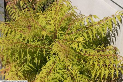 Rhus typhina 'Tiger Eyes'® -