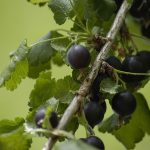 Ribes 'Josta' -