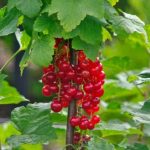 Ribes rubrum fajták - Piros ribizli