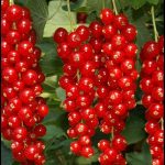 Ribes rubrum fajták - Törzses piros ribizli