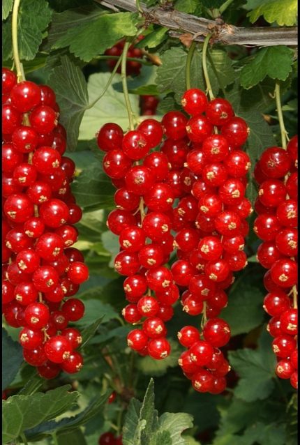 Ribes rubrum fajták - Törzses piros ribizli