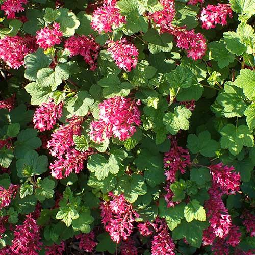 Ribes sanguineum 'Pulborough Scarlet' - Nagy méretű vérvörös ribiszke