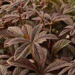 Rodgersia  'Bronze Peacock'  (Bronzlevelű tópartifű)