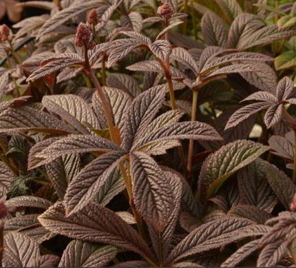 Rodgersia  'Bronze Peacock'  (Bronzlevelű tópartifű)