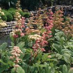 Rodgersia aesculifolia (Nagytermetű tópartifű)