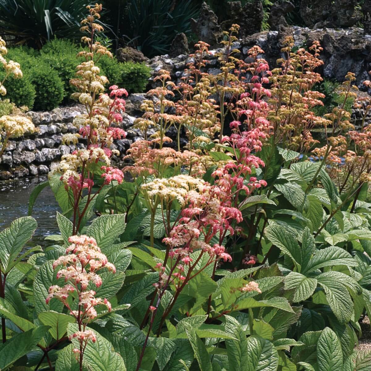 Rodgersia_aesculifolia_Nagytermetu_topartifu_-_15_centis_cserepben Rodgersia aesculifolia (Nagytermetű tópartifű)