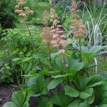Rodgersia pinnata (Tenyeres tópartifű)