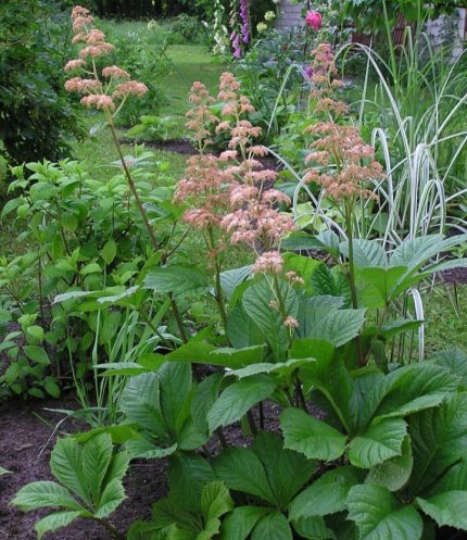 Rodgersia pinnata (Tenyeres tópartifű)