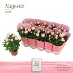 Rosa AM INF SOFT PINK