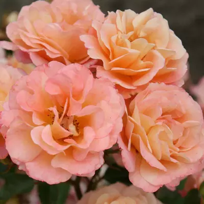 Rosa 'Cubana'