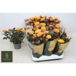 Rosa FIREBIRD KORD GR