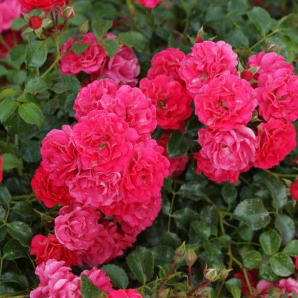 Rosa 'Gärtnerfreude'