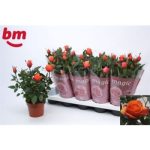 Rosa ORANGE B MONDE