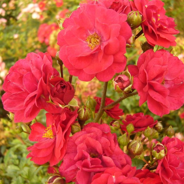 Rosa_Rote_The_Fairy Rosa 'Rote The Fairy'