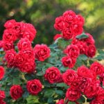 Rosa 'Rote The Fairy' -
