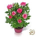 Rosa TU TWIN COLOUR ST