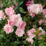 Rosa 'The Fairy' -