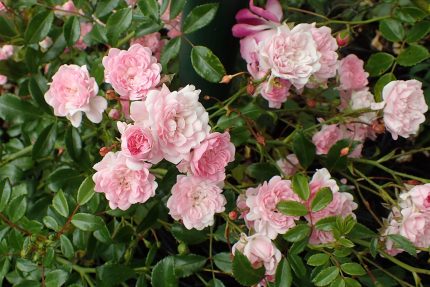 Rosa 'The Fairy' -